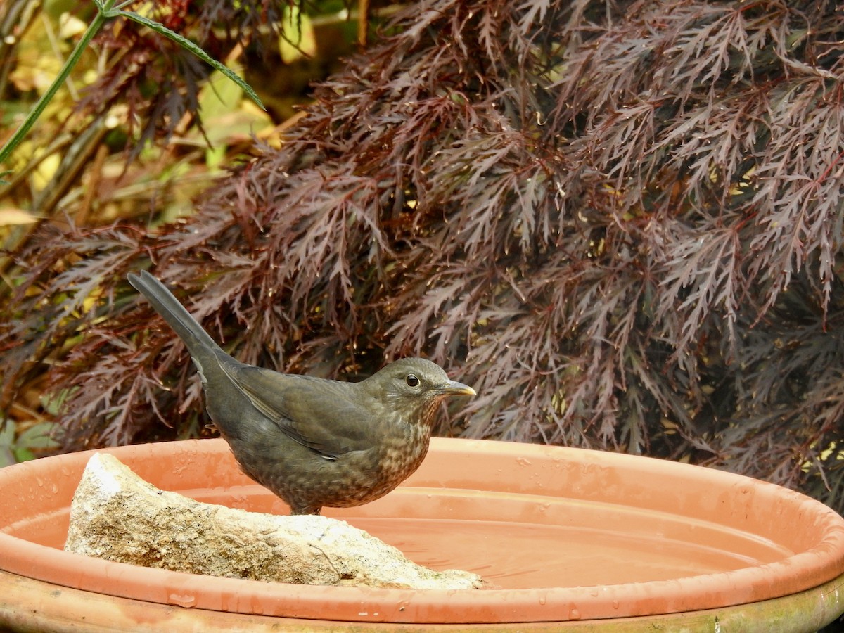 Eurasian Blackbird - ML380049821