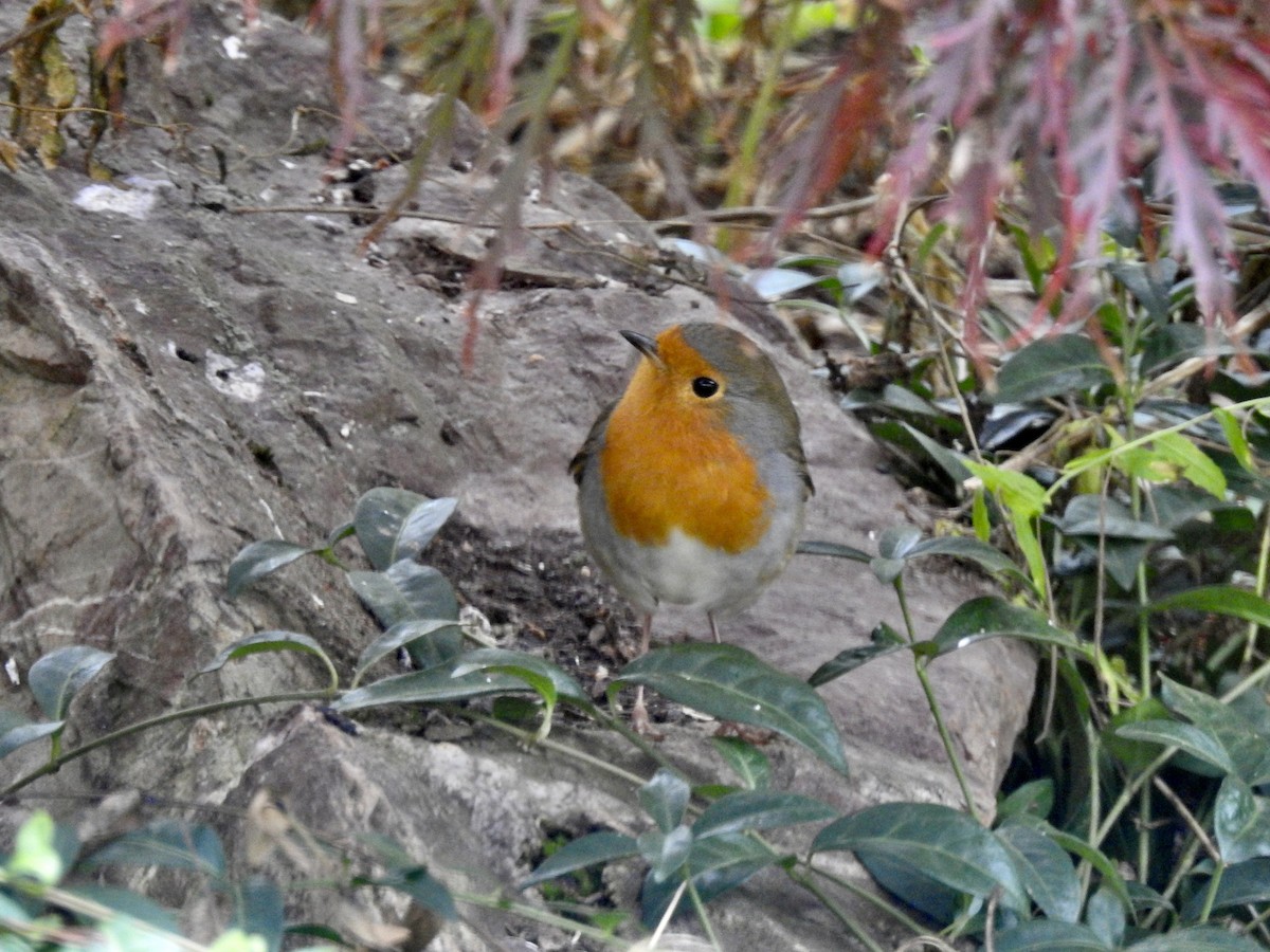 European Robin - ML380049981
