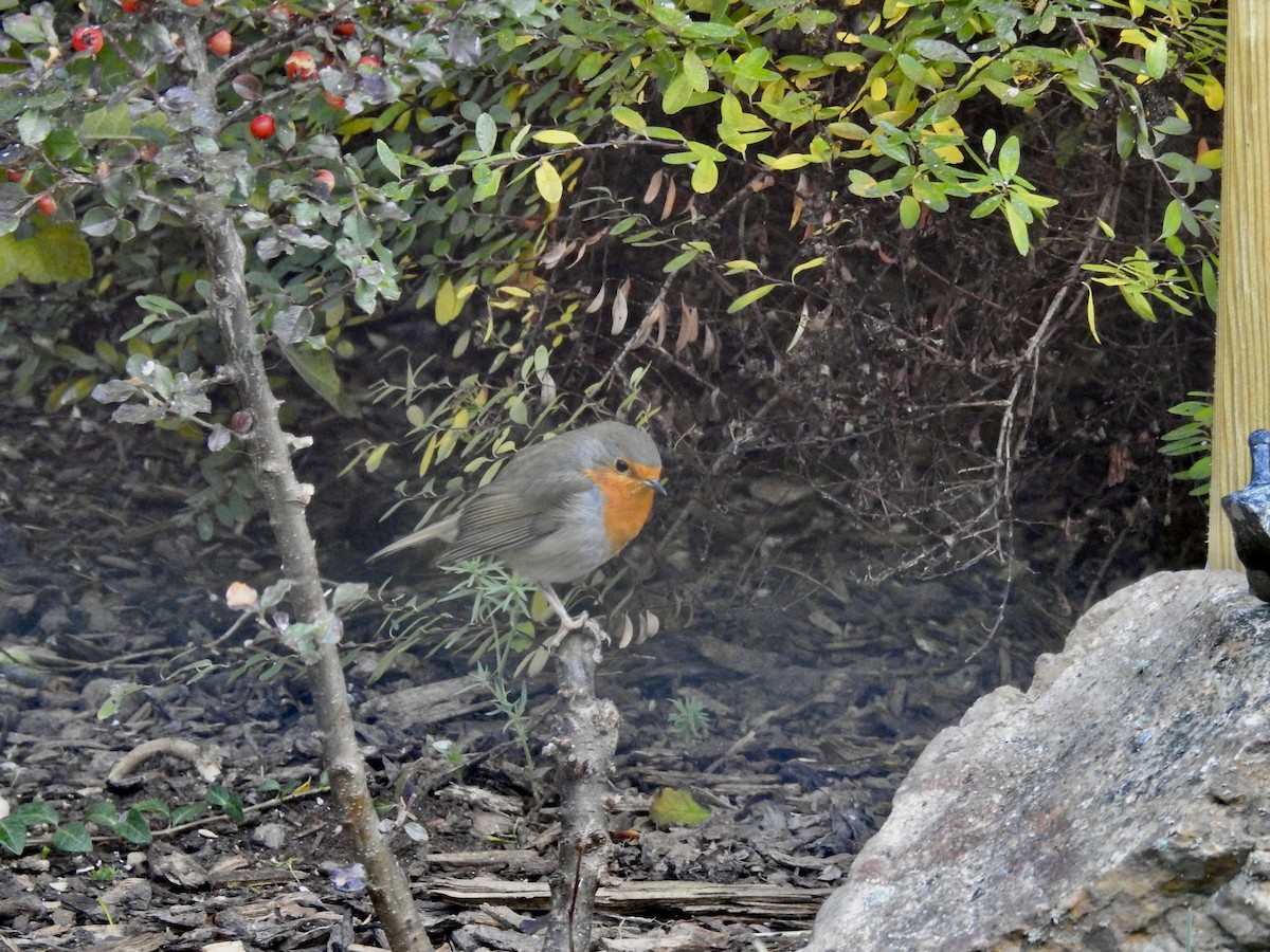 červenka obecná - ML380050001