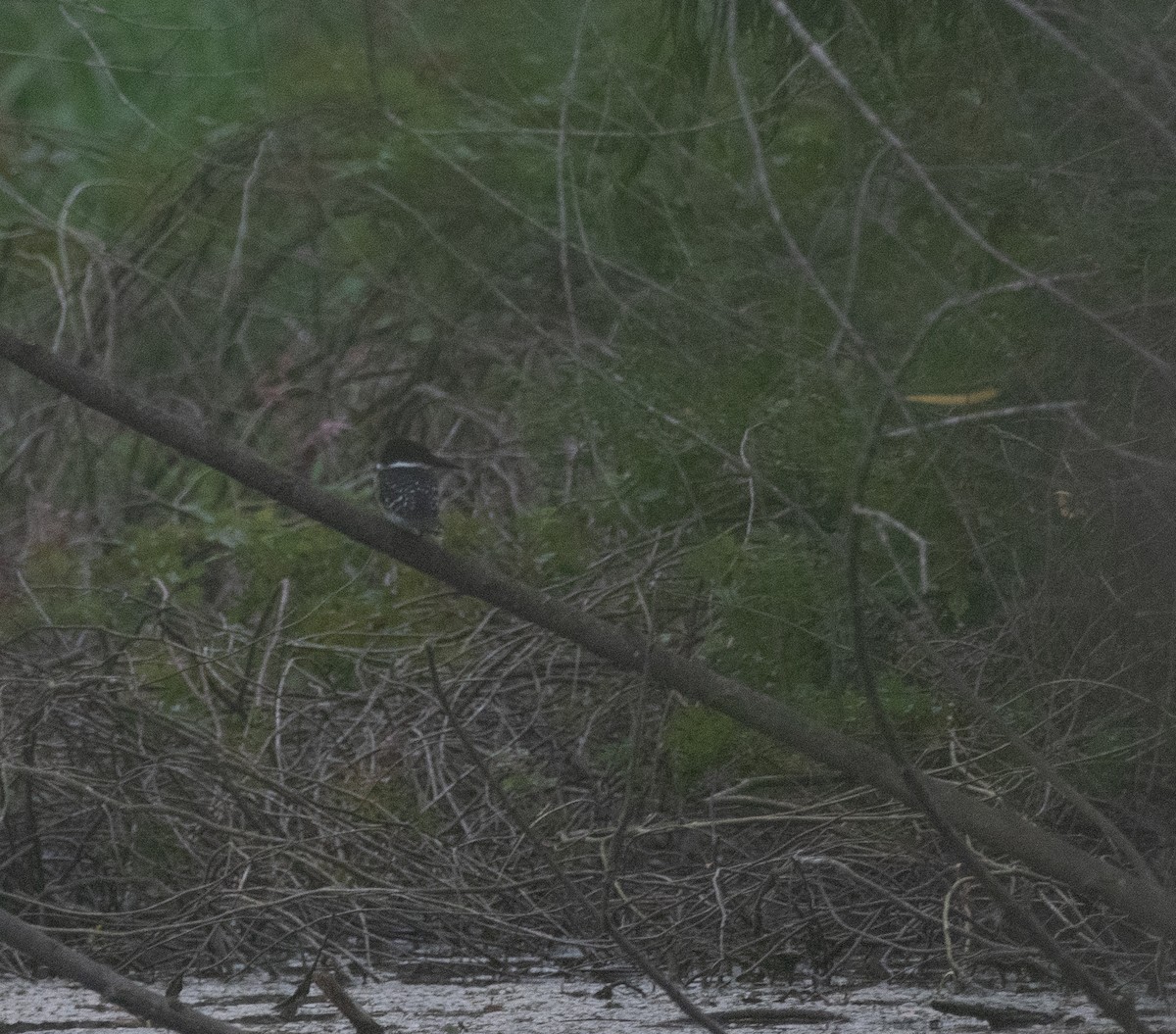 Green Kingfisher - ML380050061