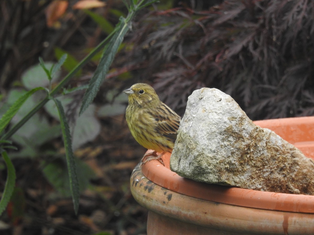 strnad obecný - ML380050181