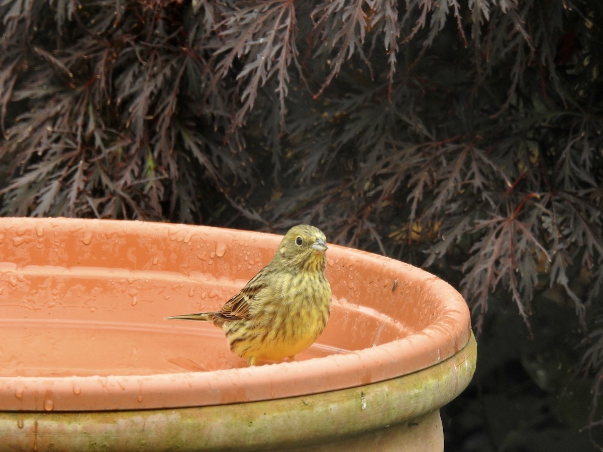 Yellowhammer - ML380050191