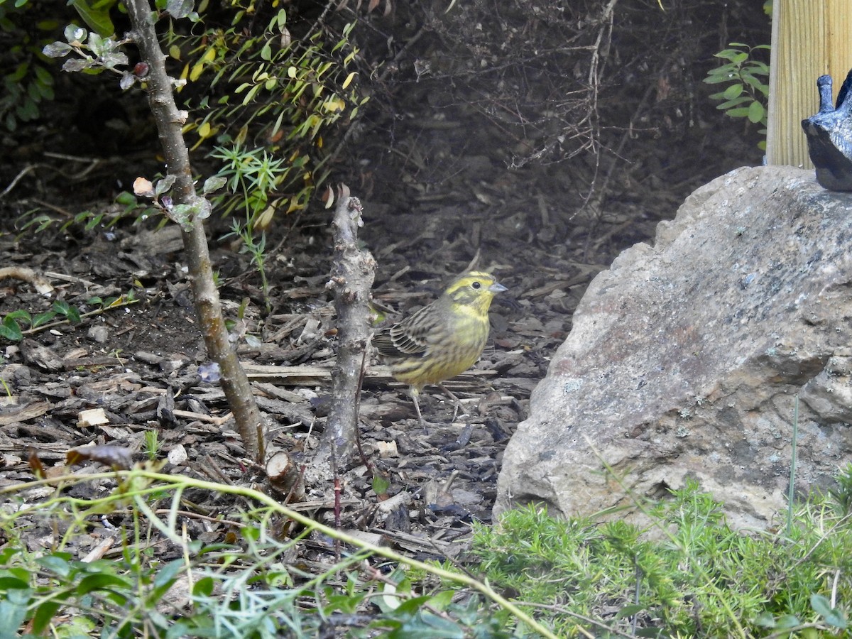 Yellowhammer - ML380050201