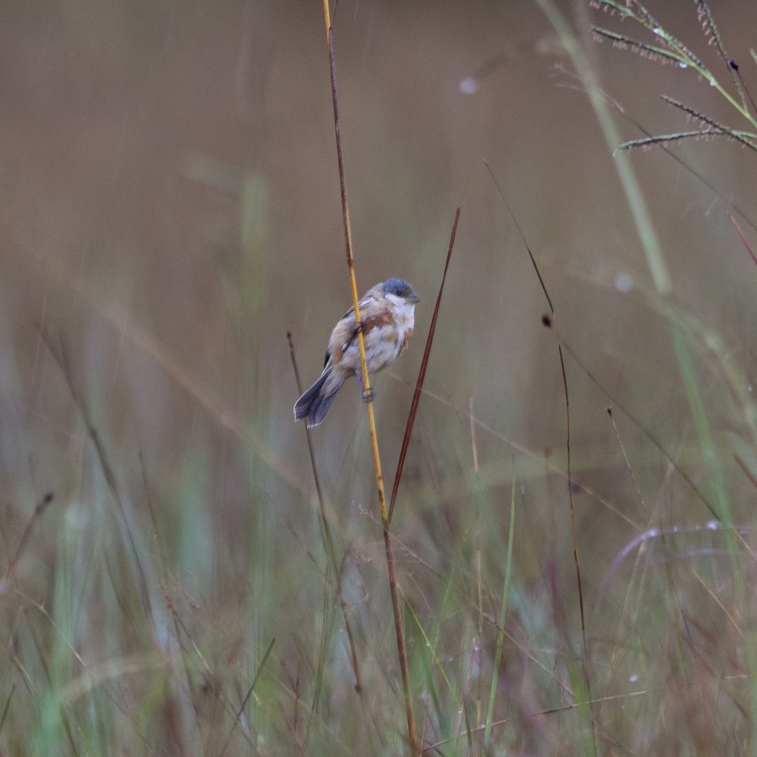 Marsh Seedeater - ML380050361