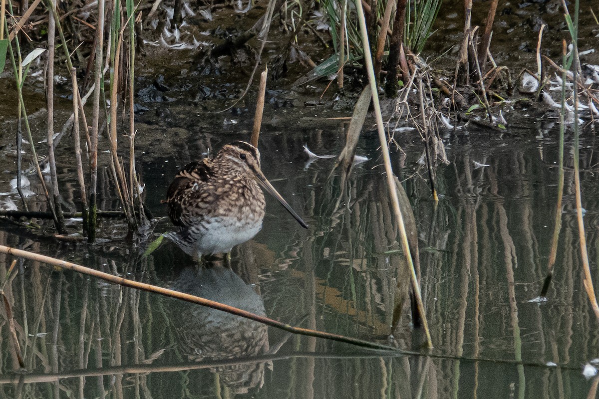 Common Snipe - ML380051051