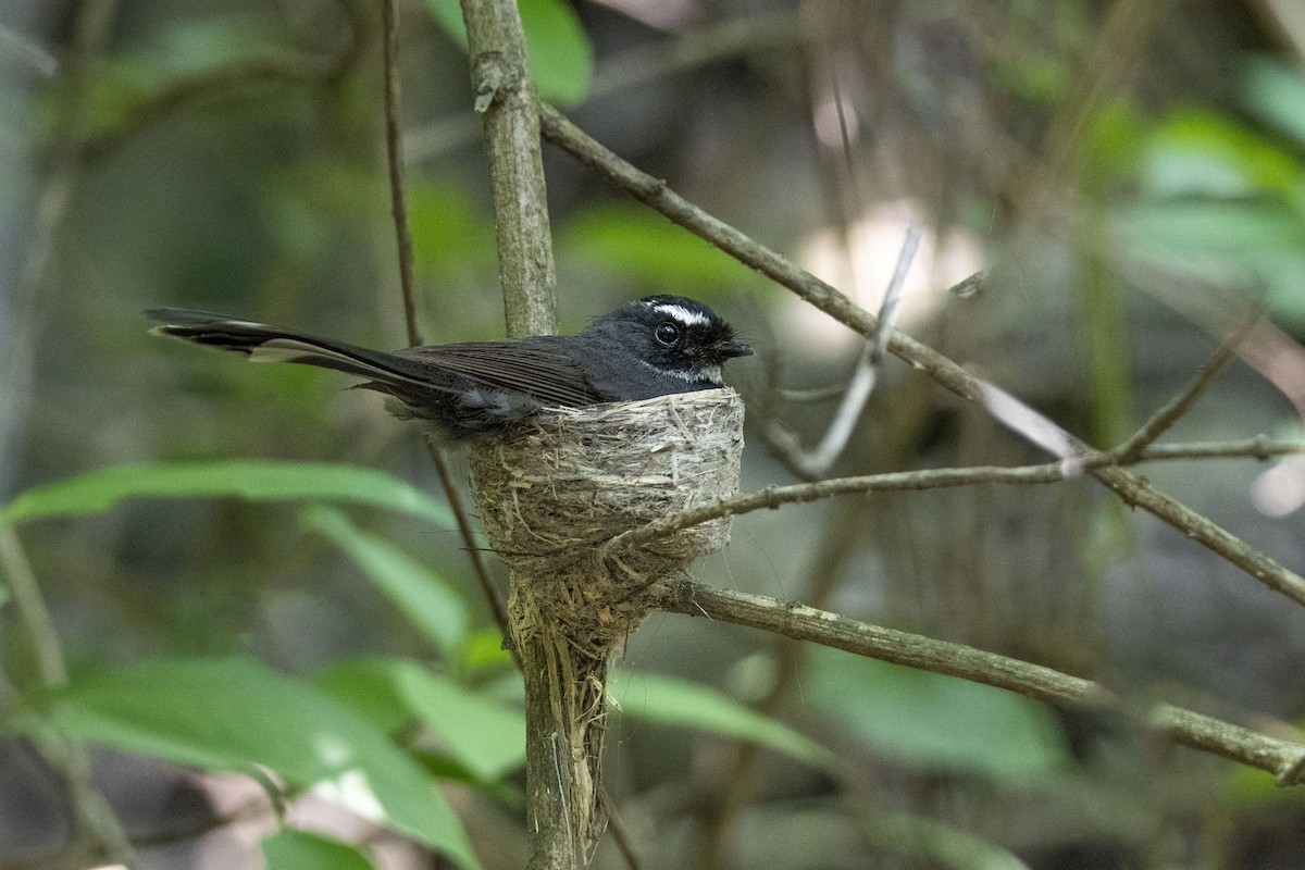 White-throated Fantail - ML380051811