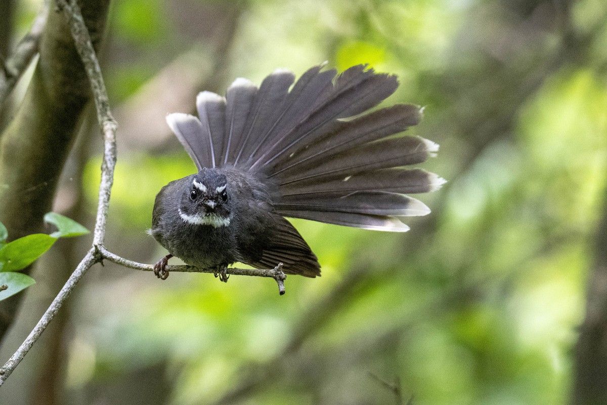 White-throated Fantail - ML380051851