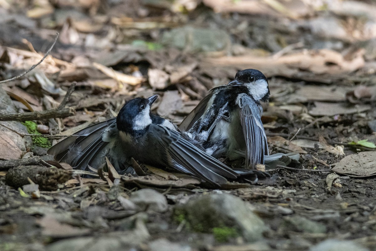 Cinereous Tit - ML380052031