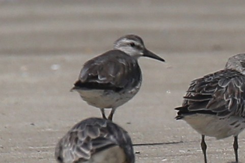 Red Knot - ML380052991