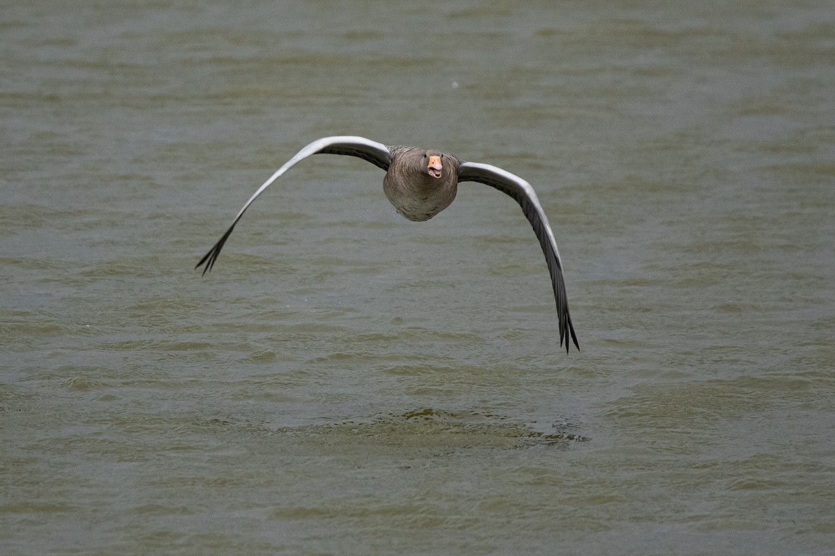 Graylag Goose (European) - ML380053891