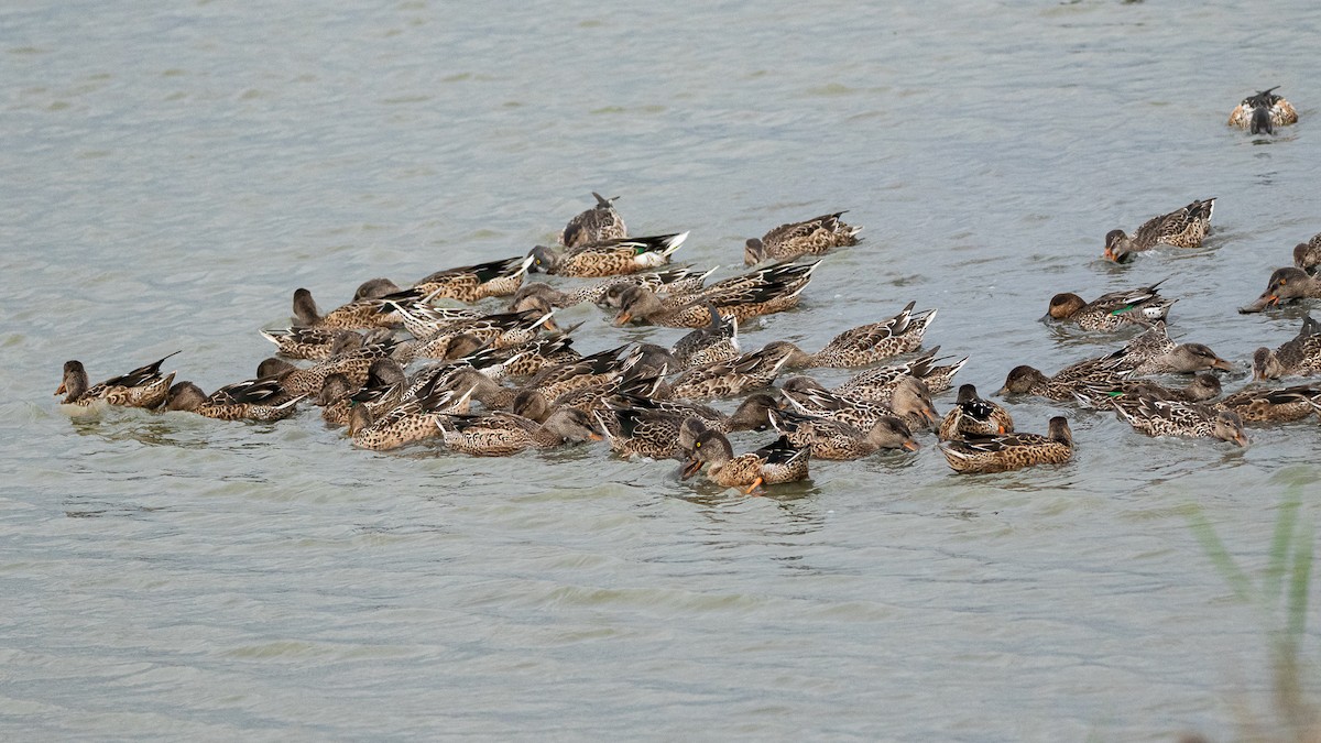 Northern Shoveler - ML380054141