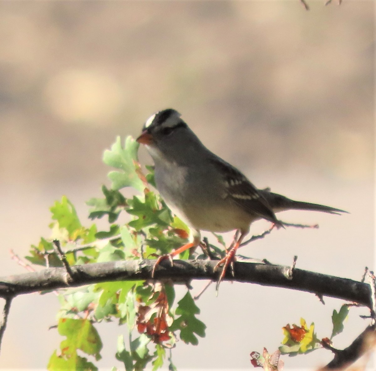 White-crowned Sparrow - ML380054541