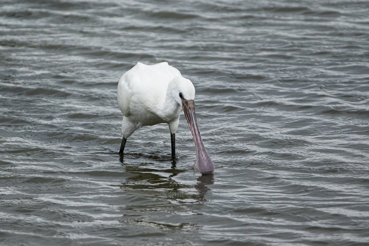 Eurasian Spoonbill - ML380054631