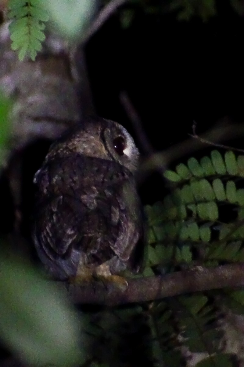 Indian Scops-Owl - ML380056341