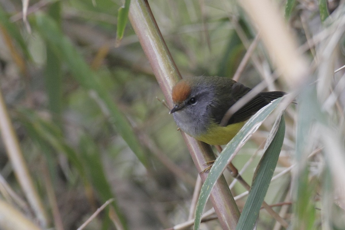 Broad-billed Warbler - ML380058301