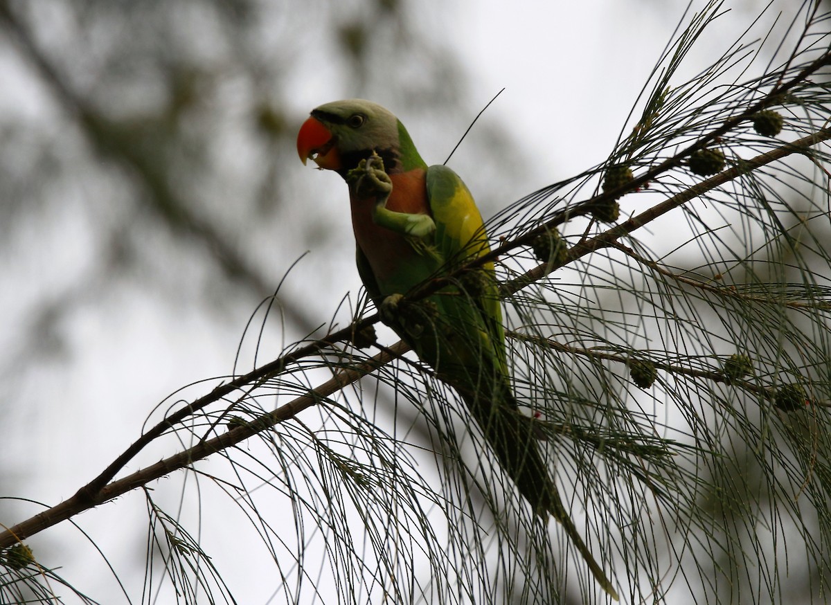 Red-breasted Parakeet - ML38005831