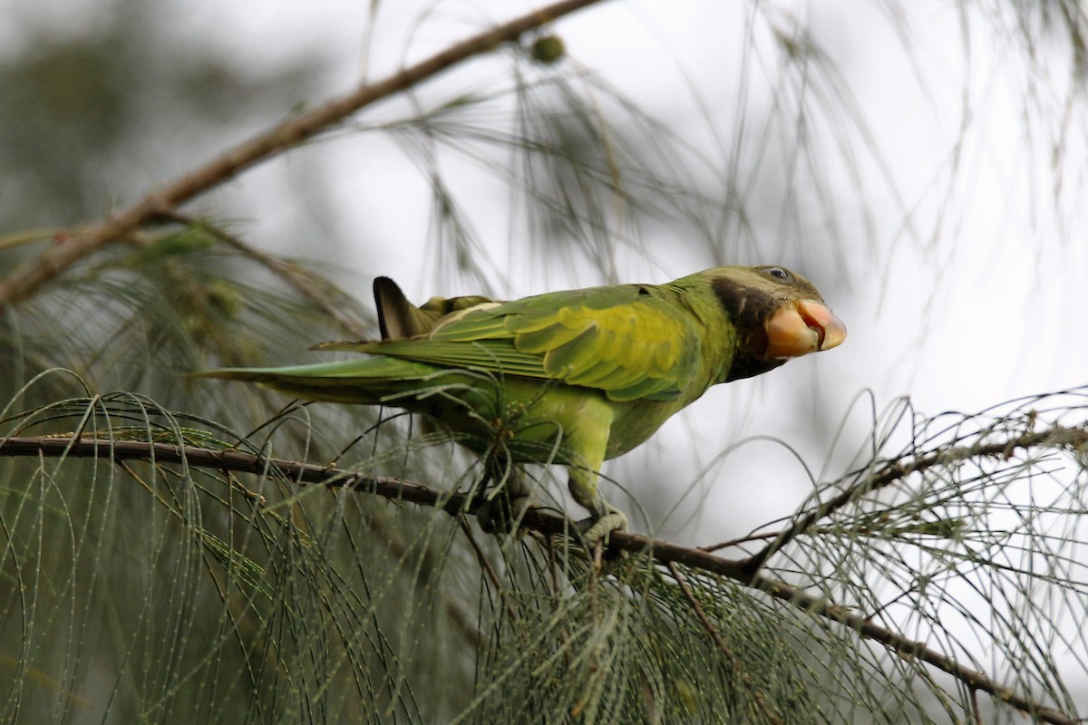 Red-breasted Parakeet - Fadzrun A.