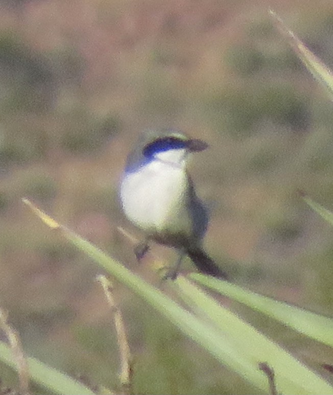 Loggerhead Shrike - ML380060131