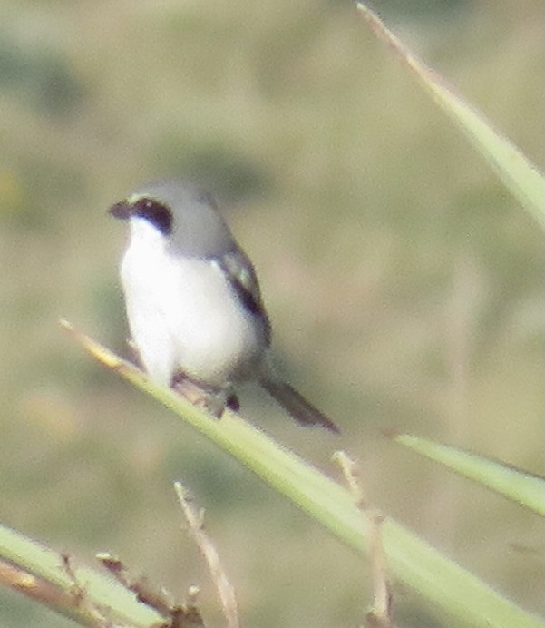 Loggerhead Shrike - ML380060141