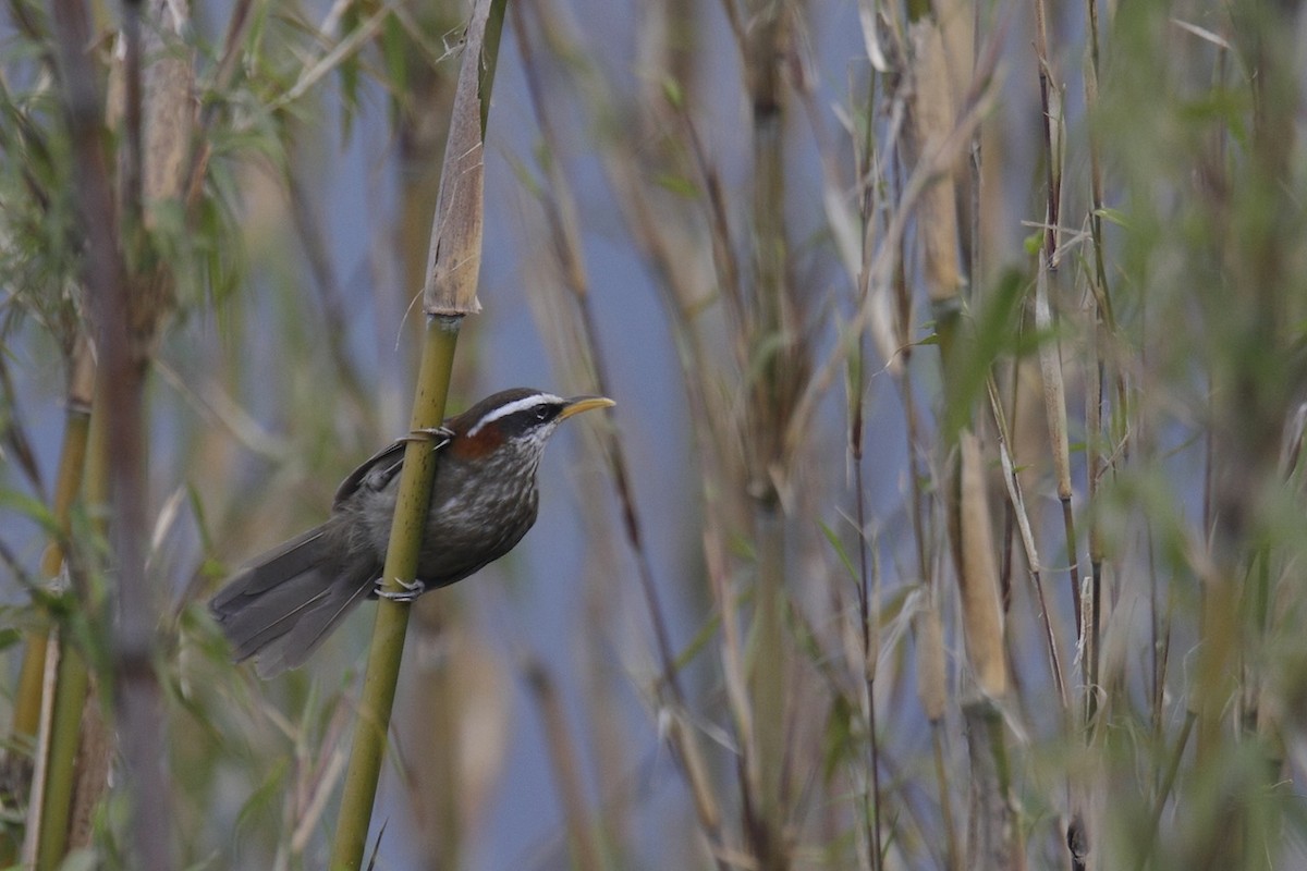 Streak-breasted Scimitar-Babbler - ML380061091