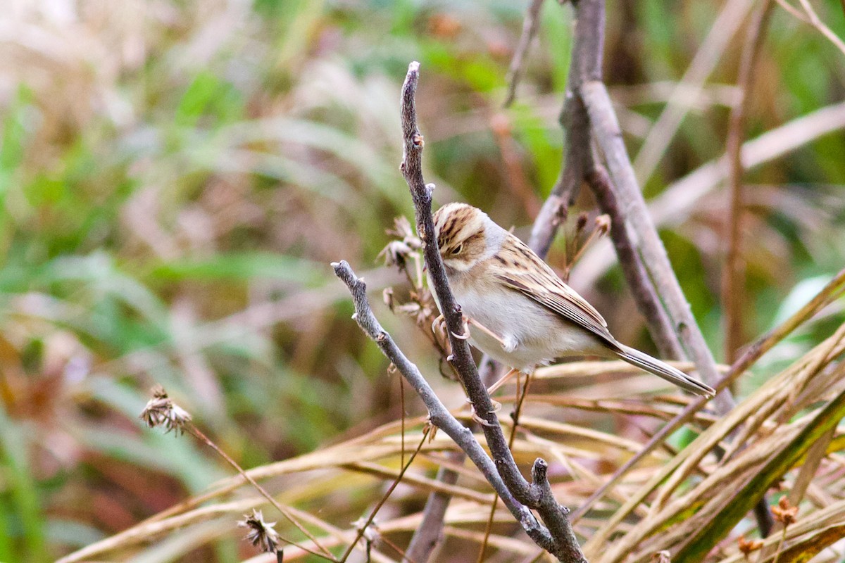 Clay-colored Sparrow - ML380061521