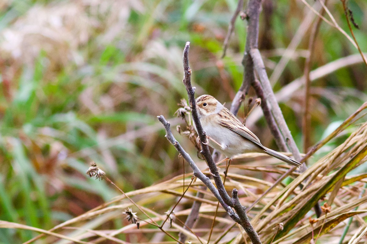 Clay-colored Sparrow - ML380061531
