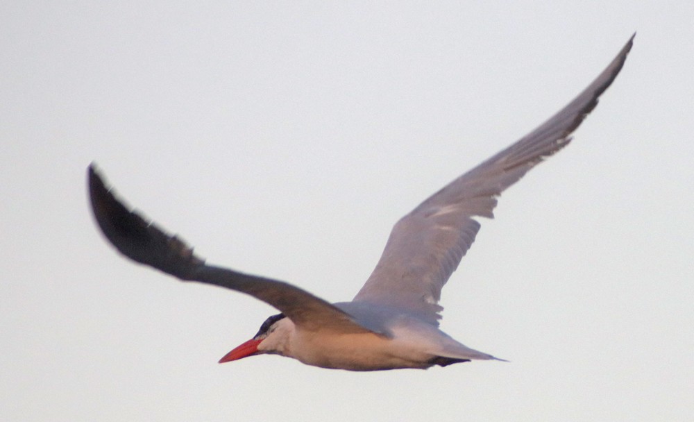 Caspian Tern - ML380061761