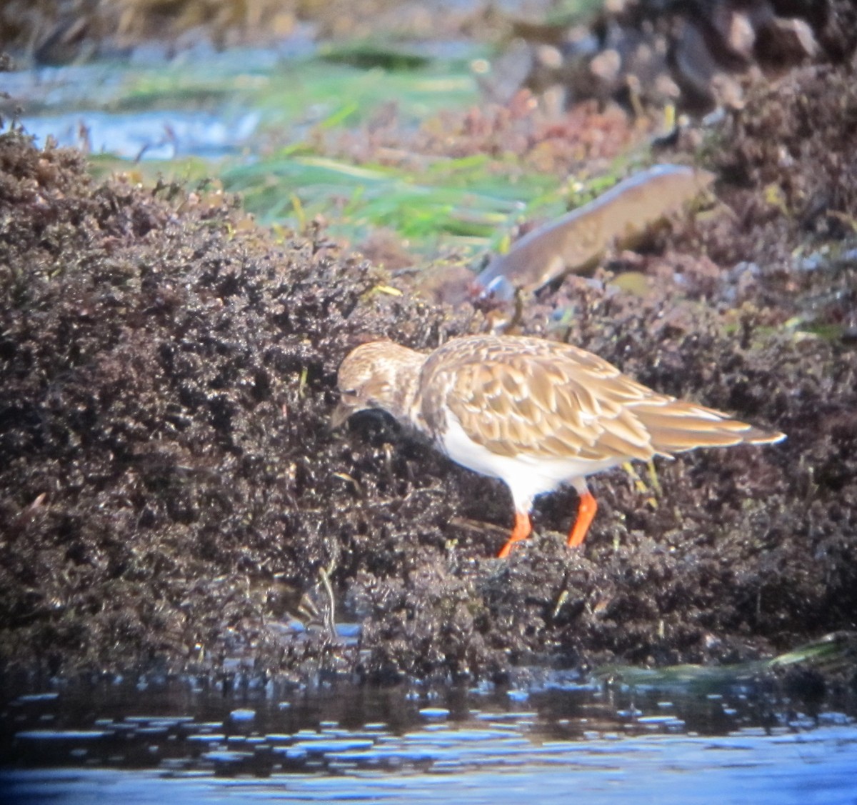 Ruddy Turnstone - ML38006291