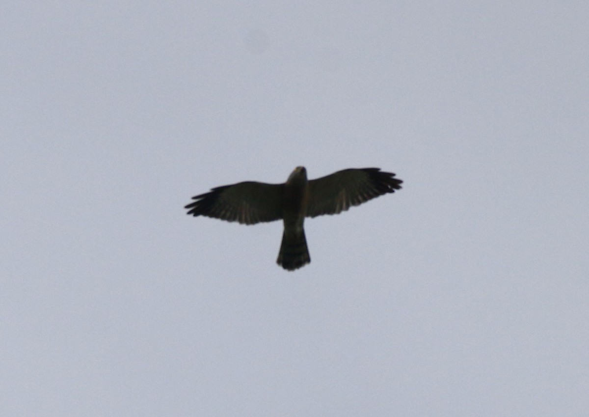 Chinese Sparrowhawk - Fadzrun A.