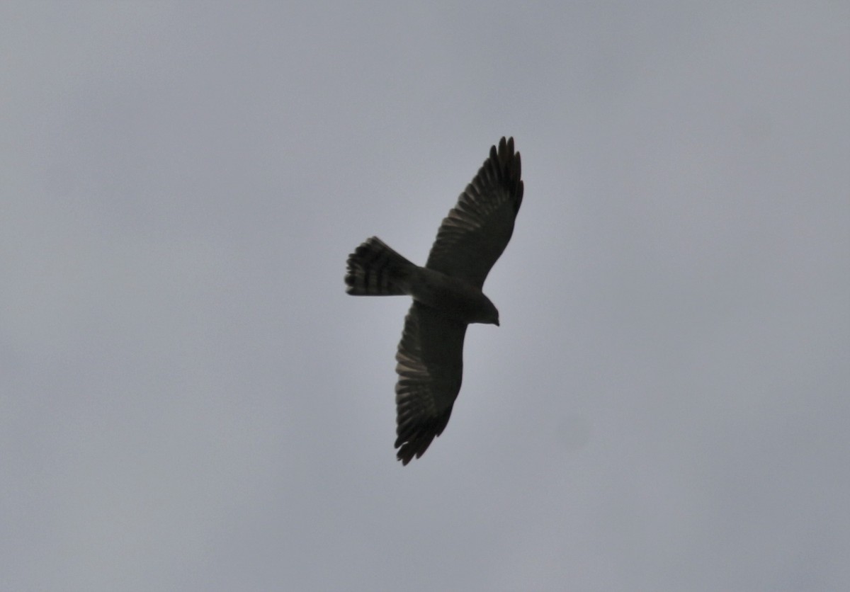 Chinese Sparrowhawk - ML38006431