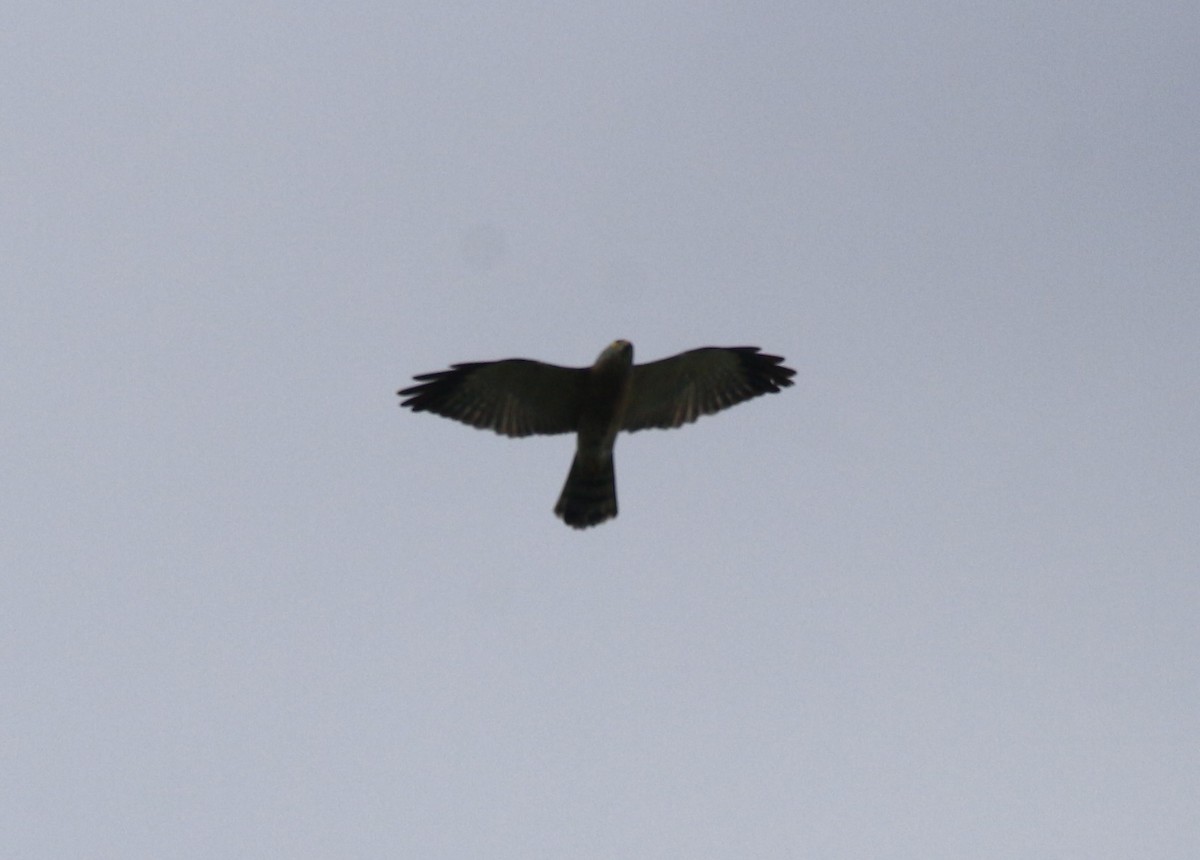 Chinese Sparrowhawk - ML38006441