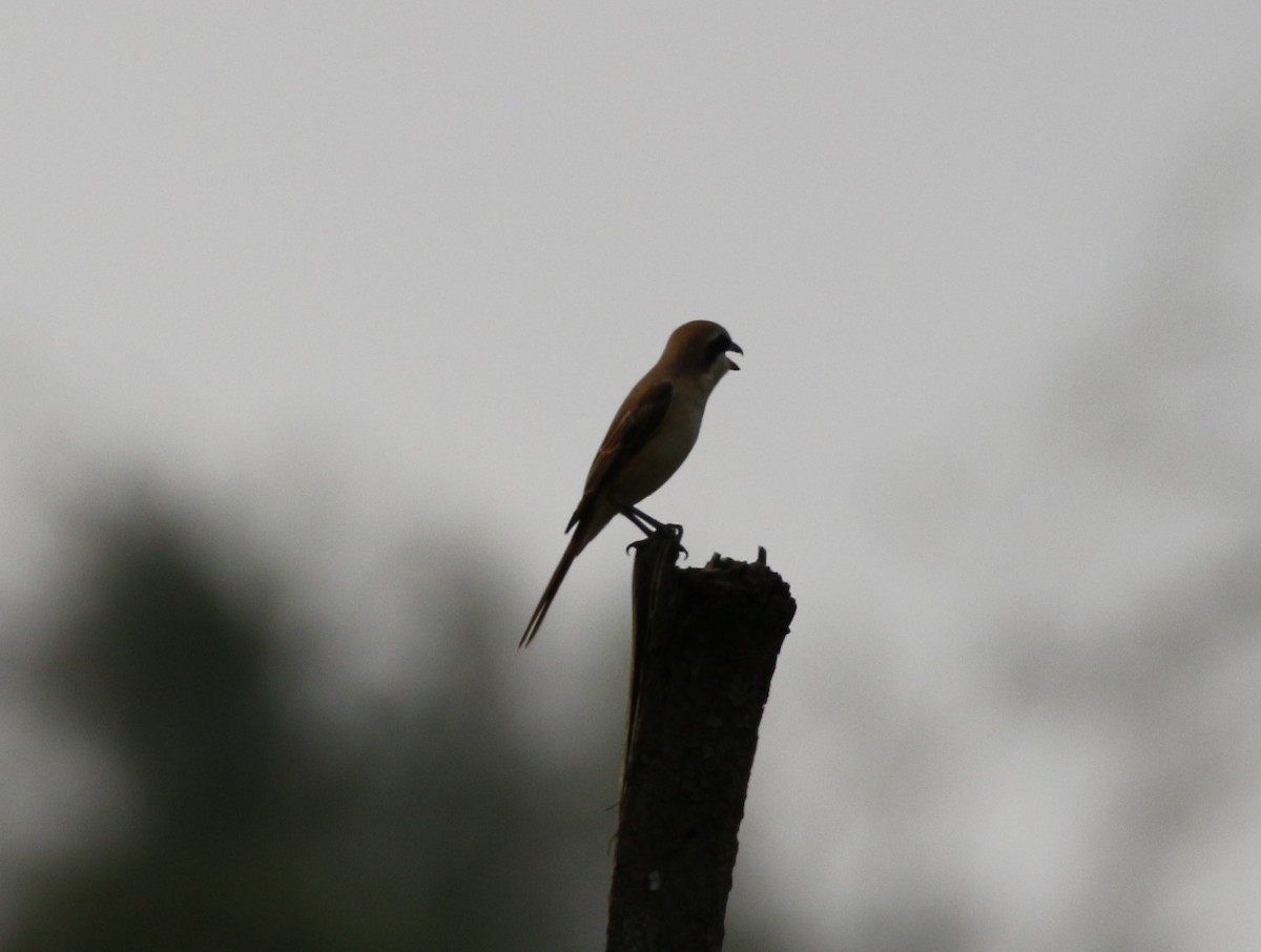 Brown Shrike - ML38006521