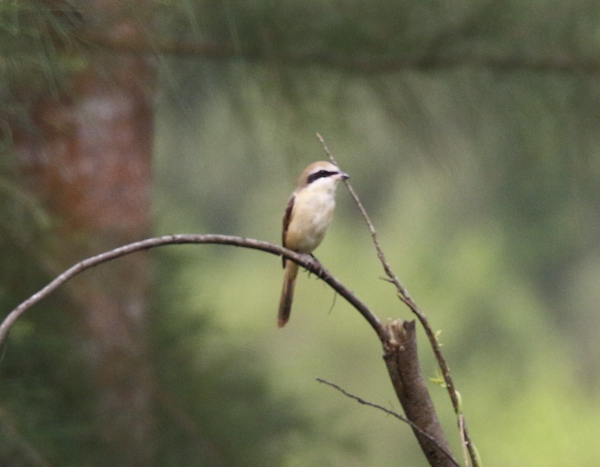 Brown Shrike - ML38006531