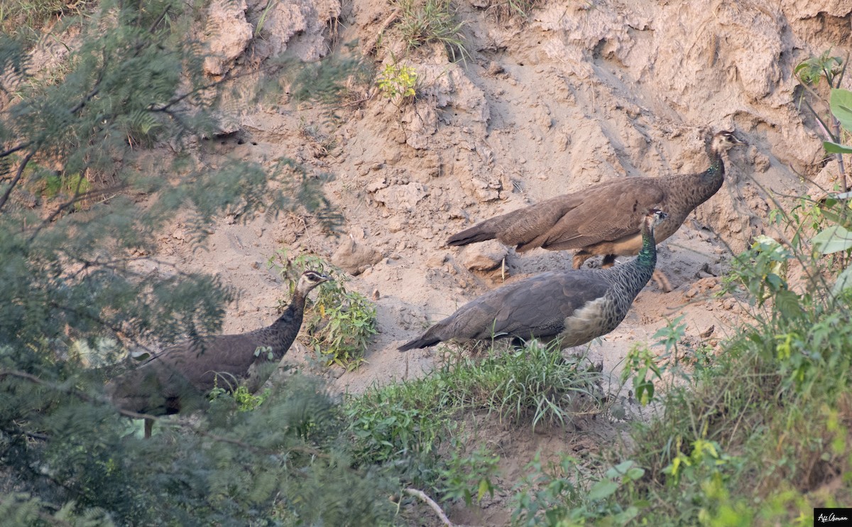 Indian Peafowl (Domestic type) - ML380065481