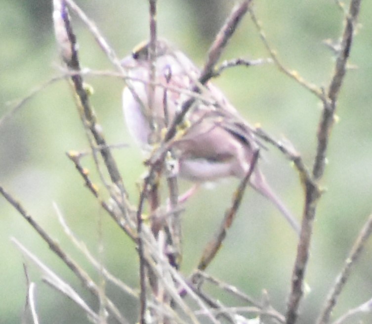 Golden-crowned Sparrow - ML380065551