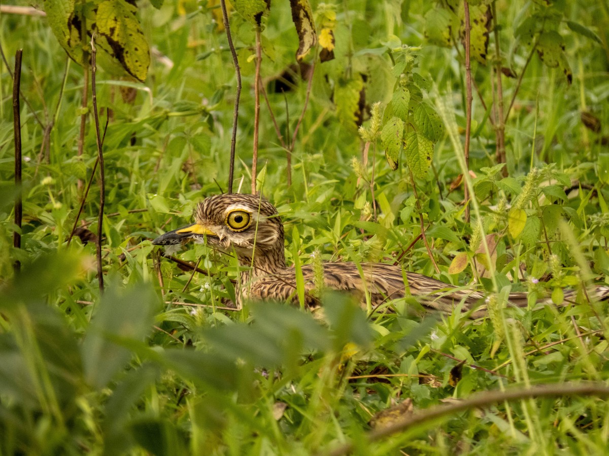 Indian Thick-knee - ML380066161