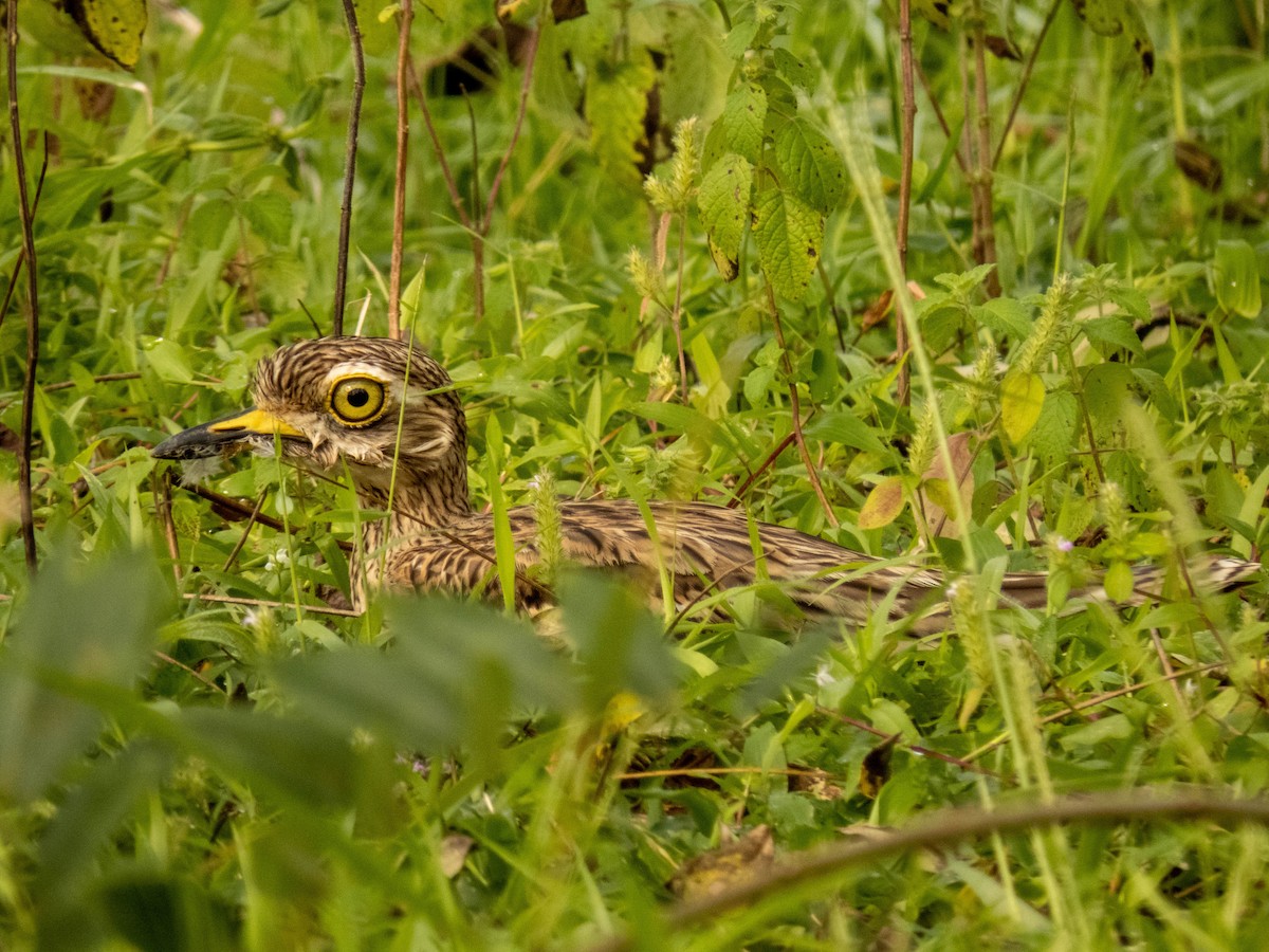 Indian Thick-knee - ML380066171