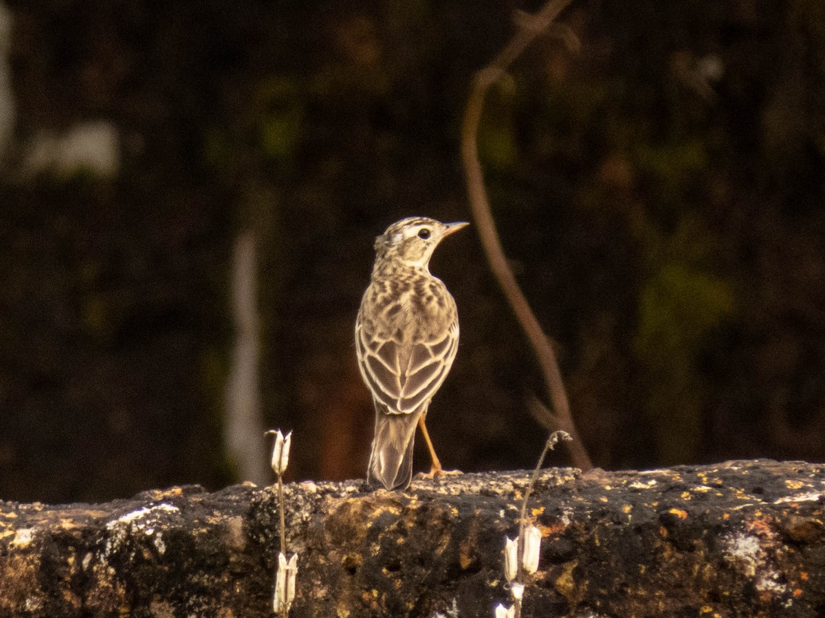 pipit sp. - ML380066441