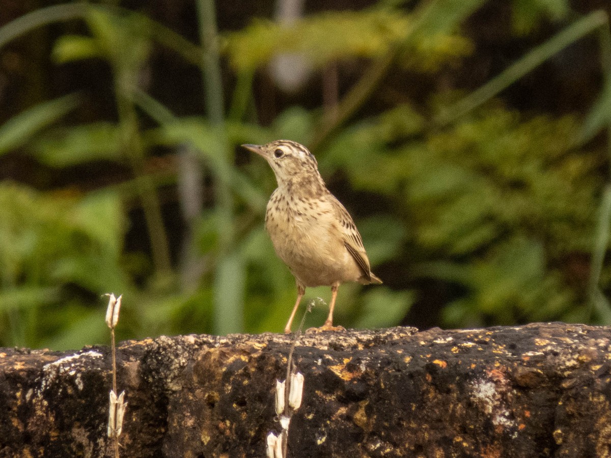 Anthus sp. - ML380066491