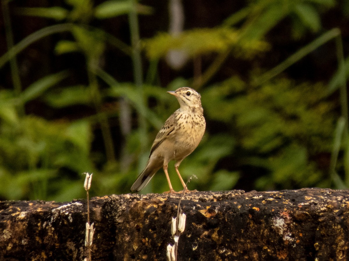 Anthus sp. - ML380066521