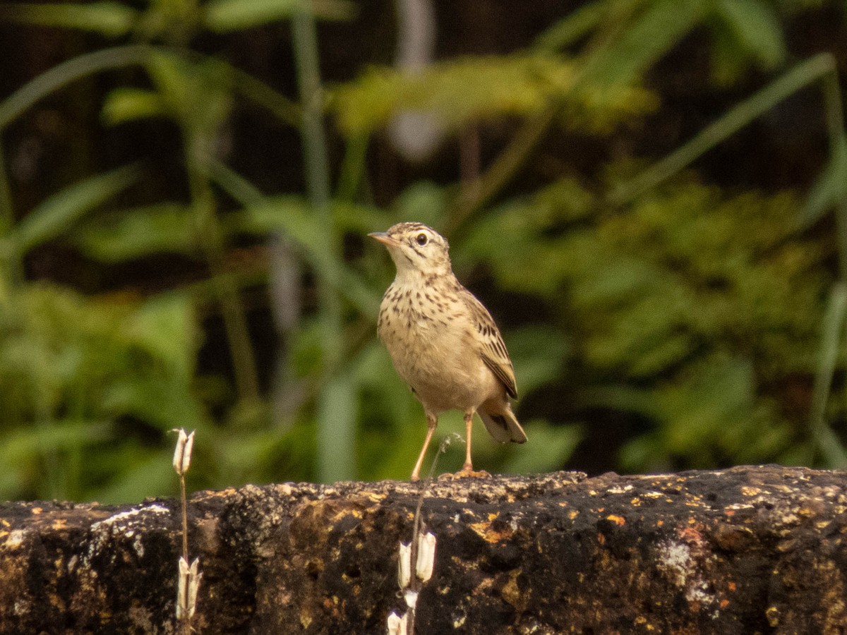 Anthus sp. - ML380066531