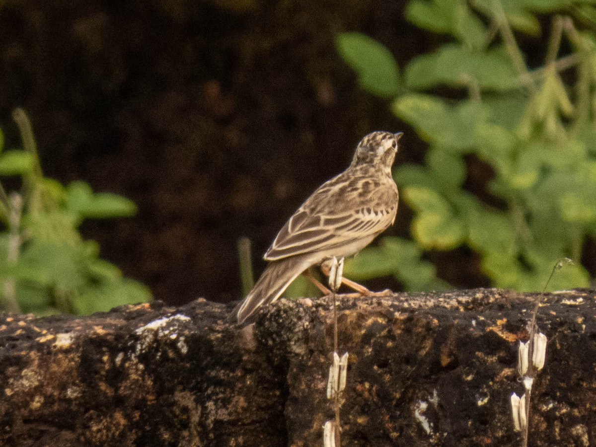 Anthus sp. - ML380066541