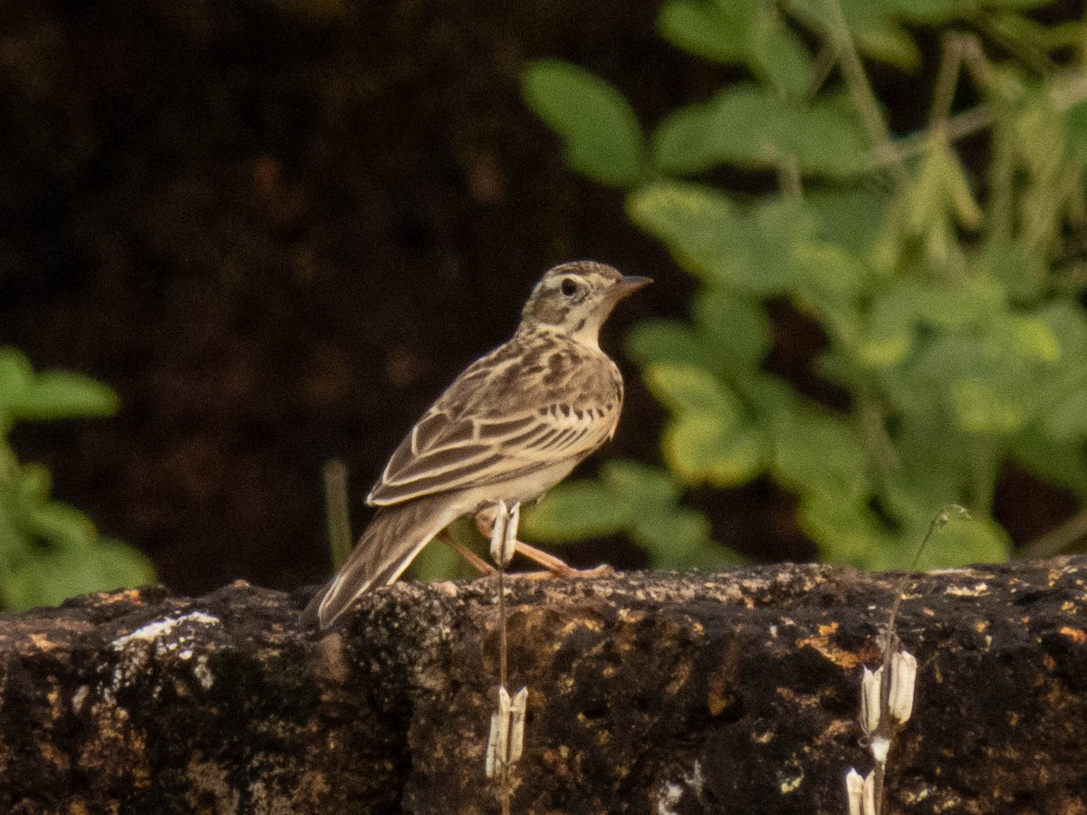pipit sp. - ML380066551