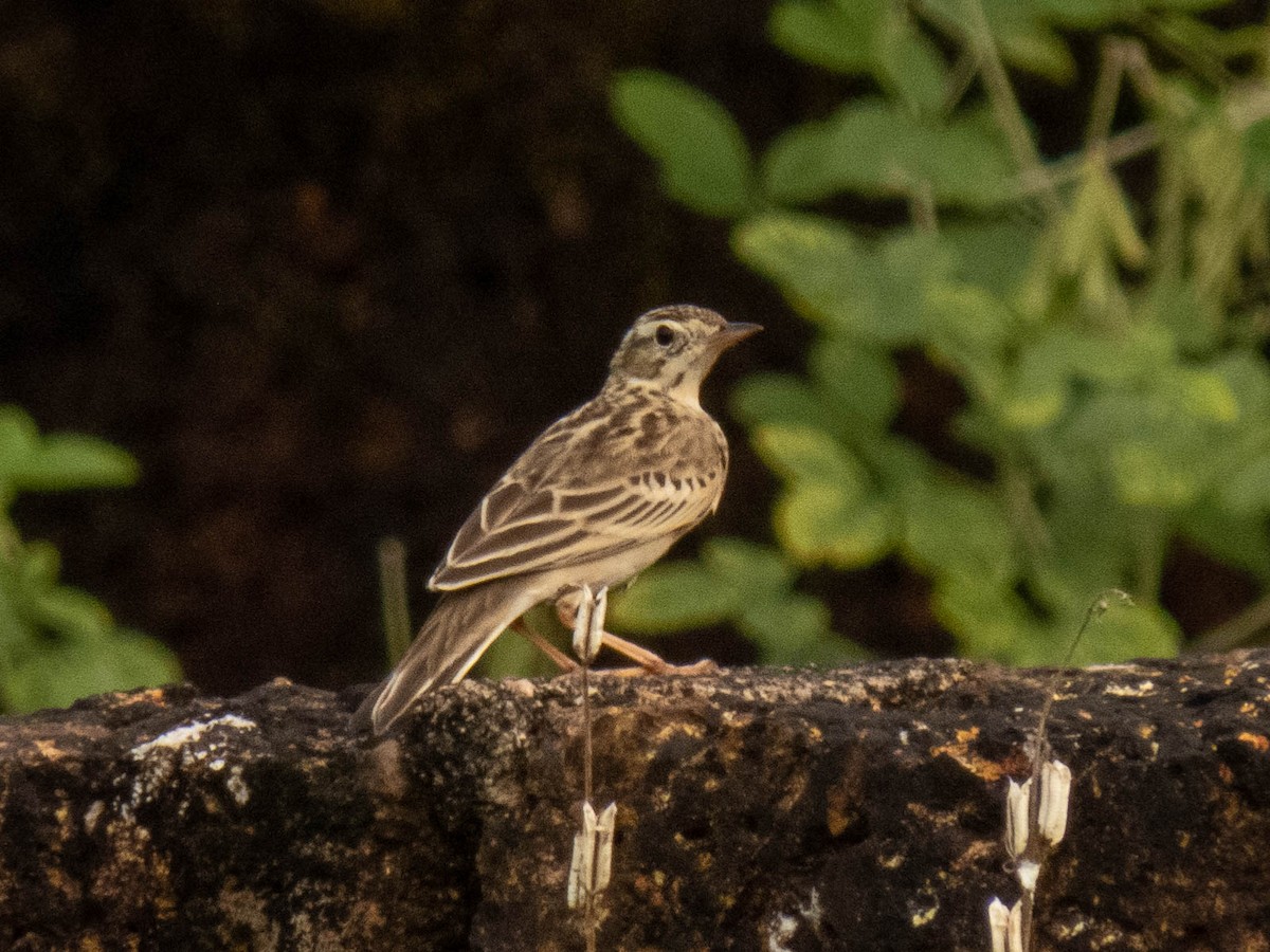 Anthus sp. - ML380066551