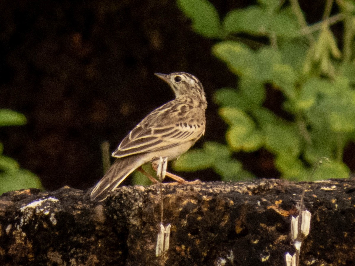 Anthus sp. - ML380066561