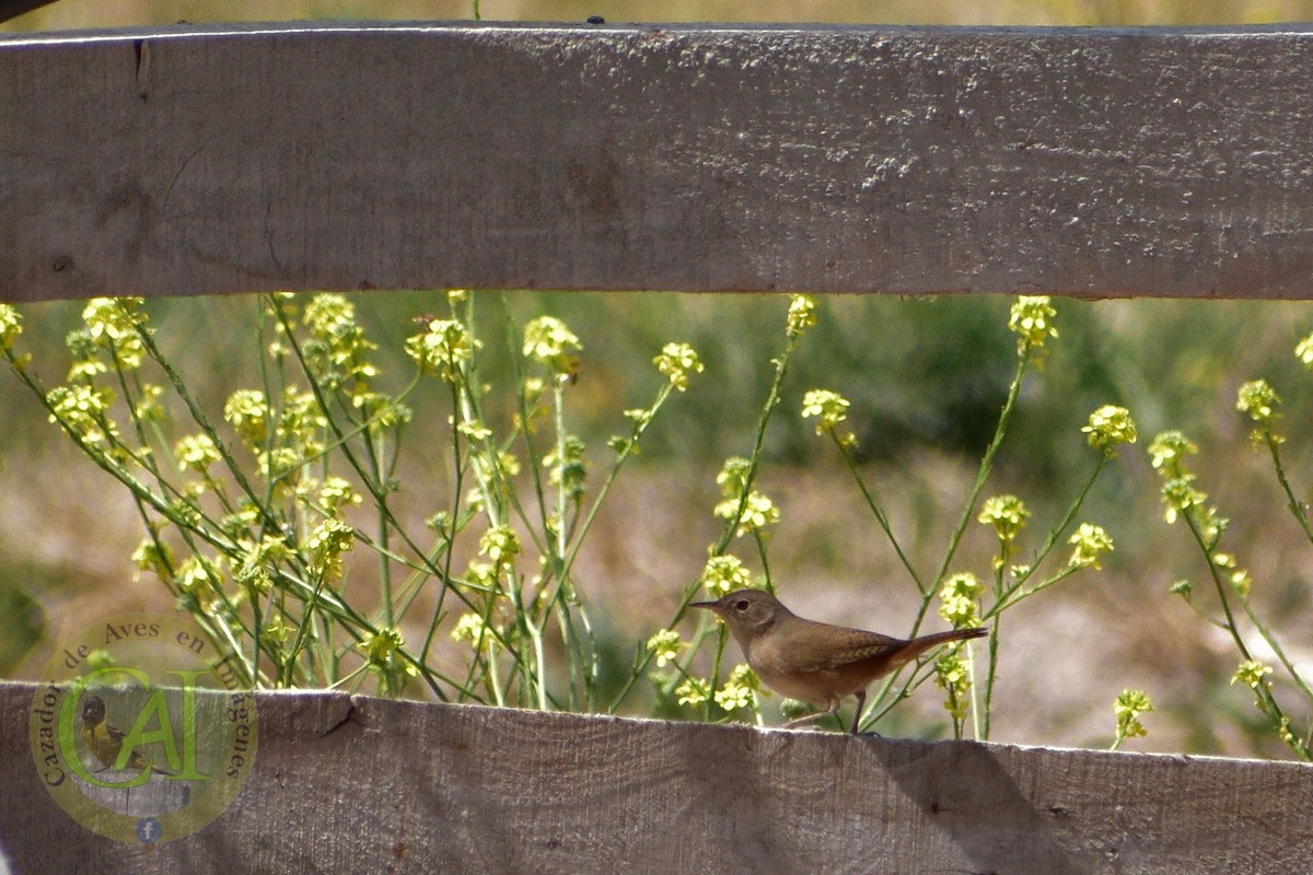 House Wren - ML380066661