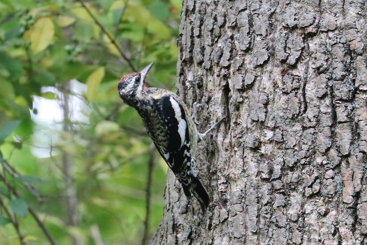 Yellow-bellied Sapsucker - ML380066761