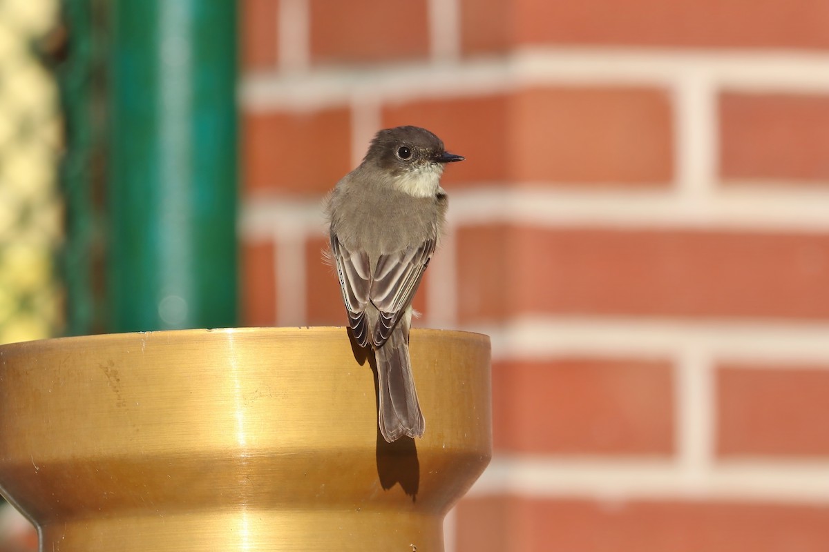 Eastern Phoebe - ML380066781
