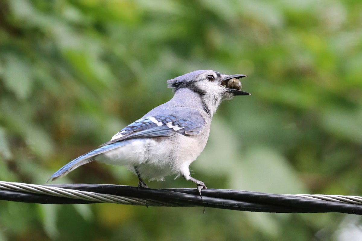 Blue Jay - ML380066851