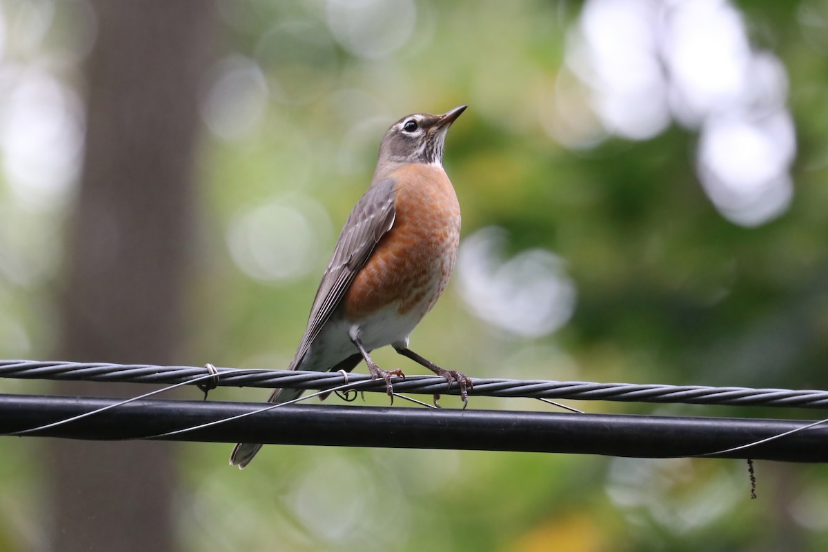 American Robin - ML380066881